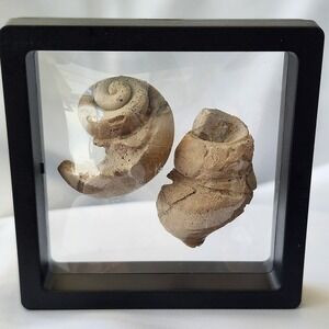 Late Cretaceous Period Gastropod Fossil Pair Display‎ Unique Lage Matched Rare